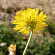 Lade das Bild in den Galerie-Viewer, Borstiger Pippau (Crepis setosa)