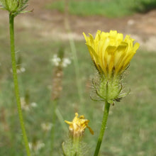 Lade das Bild in den Galerie-Viewer, Borstiger Pippau (Crepis setosa)