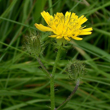 Lade das Bild in den Galerie-Viewer, Borstiger Pippau (Crepis setosa)