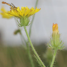 Lade das Bild in den Galerie-Viewer, Borstiger Pippau (Crepis setosa)