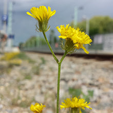 Lade das Bild in den Galerie-Viewer, Borstiger Pippau (Crepis setosa)