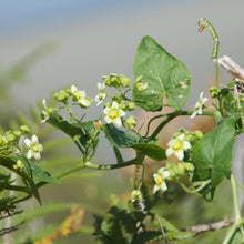 Lade das Bild in den Galerie-Viewer, Zweihäusige Zaunrübe (Bryonia dioica)