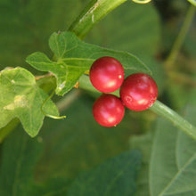 Lade das Bild in den Galerie-Viewer, Zweihäusige Zaunrübe (Bryonia dioica)