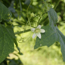 Lade das Bild in den Galerie-Viewer, Zweihäusige Zaunrübe (Bryonia dioica)