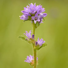 Lade das Bild in den Galerie-Viewer, Borstige Glockenblume (Campanula cervicaria)