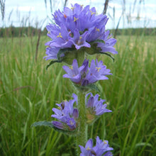 Lade das Bild in den Galerie-Viewer, Borstige Glockenblume (Campanula cervicaria)