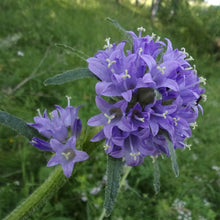 Lade das Bild in den Galerie-Viewer, Borstige Glockenblume (Campanula cervicaria)