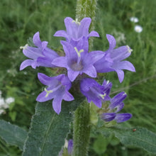 Lade das Bild in den Galerie-Viewer, Borstige Glockenblume (Campanula cervicaria)