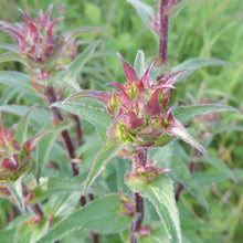 Lade das Bild in den Galerie-Viewer, Borstige Glockenblume (Campanula cervicaria)