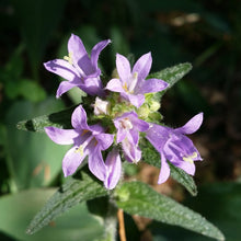 Lade das Bild in den Galerie-Viewer, Borstige Glockenblume (Campanula cervicaria)