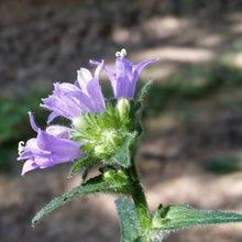 Lade das Bild in den Galerie-Viewer, Borstige Glockenblume (Campanula cervicaria)
