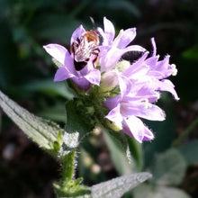 Lade das Bild in den Galerie-Viewer, Borstige Glockenblume (Campanula cervicaria)
