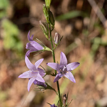 Lade das Bild in den Galerie-Viewer, Rapunzel-Glockenblume (Campanula rapunculus)