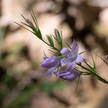 Lade das Bild in den Galerie-Viewer, Rapunzel-Glockenblume (Campanula rapunculus)