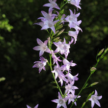 Lade das Bild in den Galerie-Viewer, Rapunzel-Glockenblume (Campanula rapunculus)