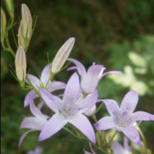 Lade das Bild in den Galerie-Viewer, Rapunzel-Glockenblume (Campanula rapunculus)