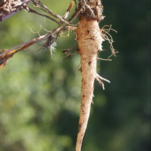 Lade das Bild in den Galerie-Viewer, Rapunzel-Glockenblume (Campanula rapunculus)