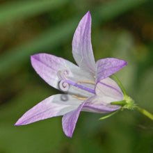 Lade das Bild in den Galerie-Viewer, Rapunzel-Glockenblume (Campanula rapunculus)