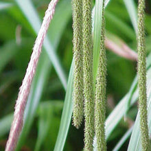 Lade das Bild in den Galerie-Viewer, Hänge-Segge (Carex pendula)