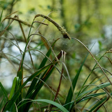 Lade das Bild in den Galerie-Viewer, Hänge-Segge (Carex pendula)