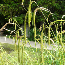 Lade das Bild in den Galerie-Viewer, Hänge-Segge (Carex pendula)