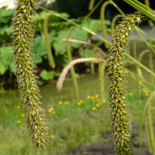 Lade das Bild in den Galerie-Viewer, Hänge-Segge (Carex pendula)