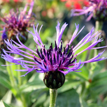 Lade das Bild in den Galerie-Viewer, Berg-Flockenblume (Centaurea montana)