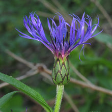 Lade das Bild in den Galerie-Viewer, Berg-Flockenblume (Centaurea montana)