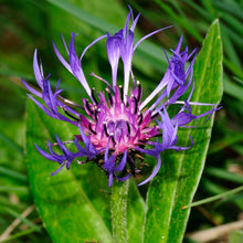 Lade das Bild in den Galerie-Viewer, Berg-Flockenblume (Centaurea montana)
