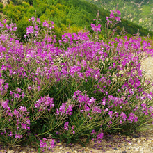 Lade das Bild in den Galerie-Viewer, Schmalblättriges Weidenröschen (Epilobium angustifolium)
