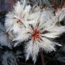 Lade das Bild in den Galerie-Viewer, Gemeine Waldrebe (Clematis vitalba)