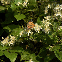 Lade das Bild in den Galerie-Viewer, Gemeine Waldrebe (Clematis vitalba)