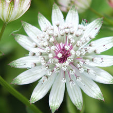 Lade das Bild in den Galerie-Viewer, Grosse Sterndole (Astrantia major)
