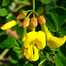 Lade das Bild in den Galerie-Viewer, Berg-Kronwicke (Coronilla coronata)