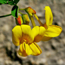 Lade das Bild in den Galerie-Viewer, Berg-Kronwicke (Coronilla coronata)