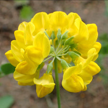 Lade das Bild in den Galerie-Viewer, Berg-Kronwicke (Coronilla coronata)