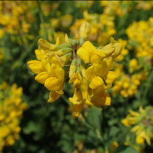 Lade das Bild in den Galerie-Viewer, Berg-Kronwicke (Coronilla coronata)