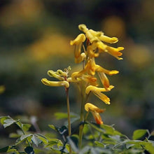 Lade das Bild in den Galerie-Viewer, Gelber Lerchensporn (Corydalis lutea)