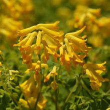 Lade das Bild in den Galerie-Viewer, Gelber Lerchensporn (Corydalis lutea)