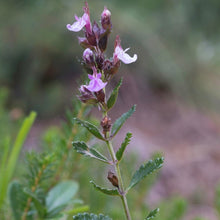 Lade das Bild in den Galerie-Viewer, Edel-Gamander (Teucrium chamaedrys)