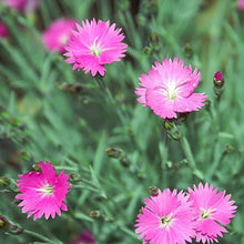 Lade das Bild in den Galerie-Viewer, Grenobler Nelke (Dianthus gratianopolitanus)