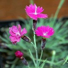 Lade das Bild in den Galerie-Viewer, Grenobler Nelke (Dianthus gratianopolitanus)