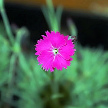 Lade das Bild in den Galerie-Viewer, Grenobler Nelke (Dianthus gratianopolitanus)