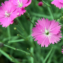 Lade das Bild in den Galerie-Viewer, Grenobler Nelke (Dianthus gratianopolitanus)