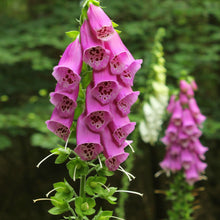 Lade das Bild in den Galerie-Viewer, Roter Fingerhut (Digitalis purpurea)