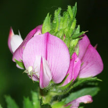 Lade das Bild in den Galerie-Viewer, Dornige Hauhechel Ononis spinosa