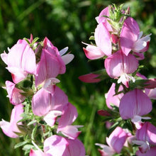 Lade das Bild in den Galerie-Viewer, Dornige Hauhechel Ononis spinosa