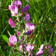 Lade das Bild in den Galerie-Viewer, Dornige Hauhechel Ononis spinosa