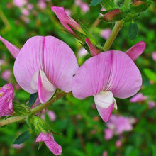 Lade das Bild in den Galerie-Viewer, Dornige Hauhechel Ononis spinosa