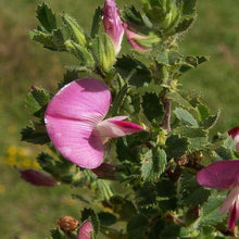 Lade das Bild in den Galerie-Viewer, Dornige Hauhechel Ononis spinosa